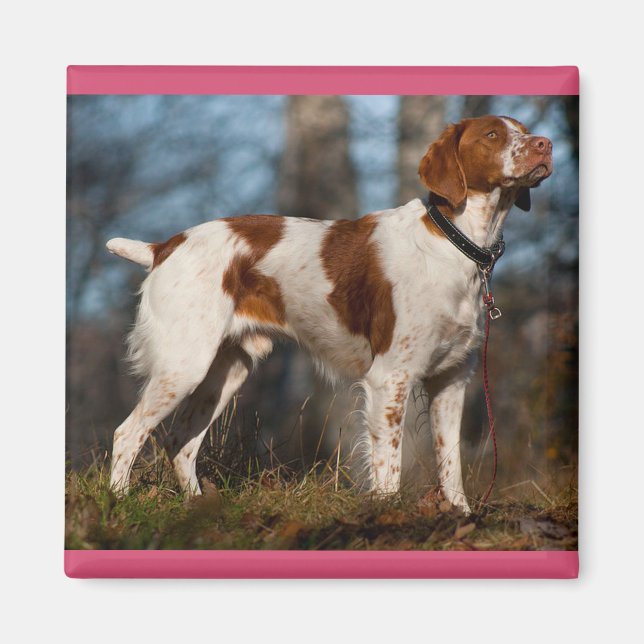 Íman Amo cachorro de raça Brittany Spaniel (Frente)