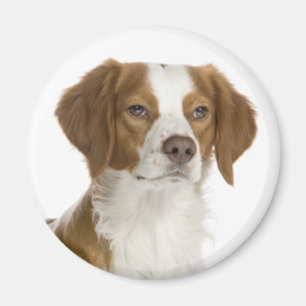 Íman Amo cachorro de raça Brittany Spaniel