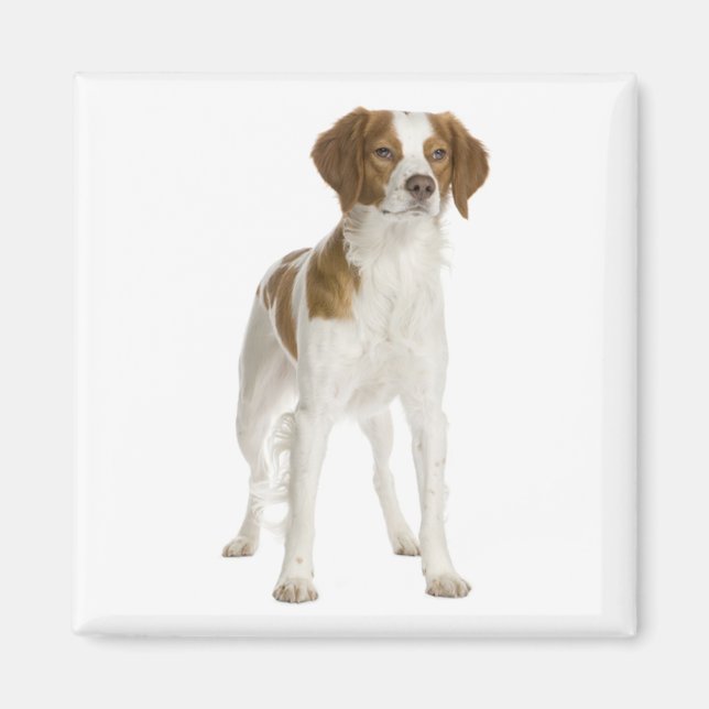 Íman Amo cachorro de raça Brittany Spaniel (Frente)