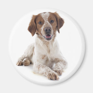 Íman Amo cachorro de raça Brittany Spaniel