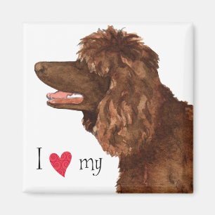 Íman Amo o meu Espanhol de Água Irlandês