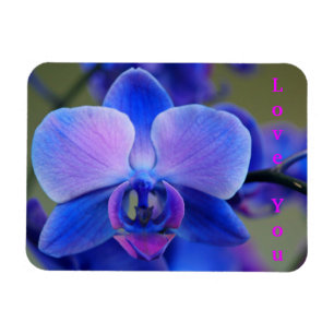 Íman Amo-te o Magnete Orquídea Azul e Rosa Suave