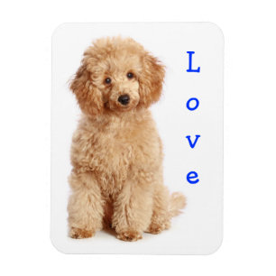 Íman Amor Apricot Poodle Toy Puppy Dog Imã de geladeira