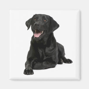 Íman Amor Black Labrador Retriver Puppy Dog Magnet