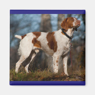 Íman Amor, Brittany Spaniel, Cachorro