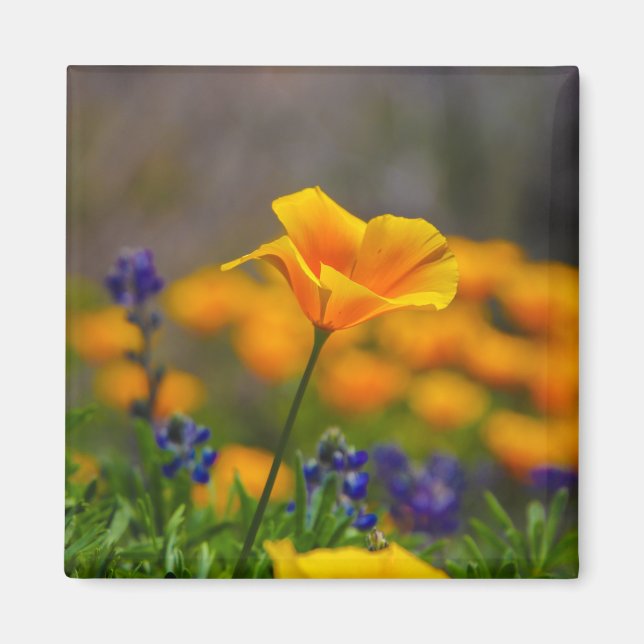 Íman amor da papoila (Frente)