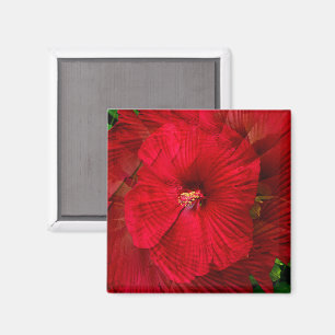 Íman Amor de Hibiscus...