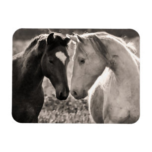 Íman Amor do cavalo