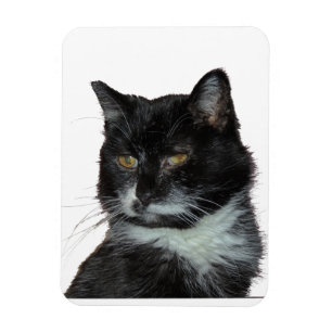 Íman Amor do gato de beco