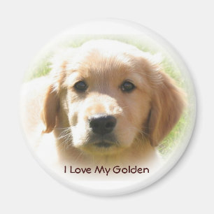 Íman Amor do golden retriever