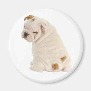 Íman Amor Inglês Bulldog Puppy Dog Magnet