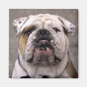 Íman Amor Inglês Bulldog Puppy Dog Magnet