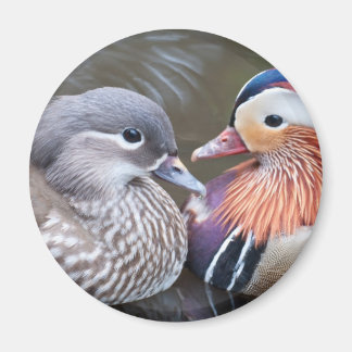 Íman Amor Patos Magnet