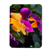Amor-Perfeito Laranja e Roxo