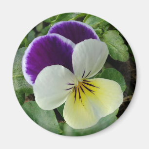 Íman Amor perfeito roxo