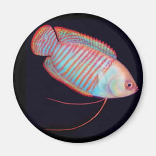Íman Anã Gourami - Magneta de Peixes Tropicais
