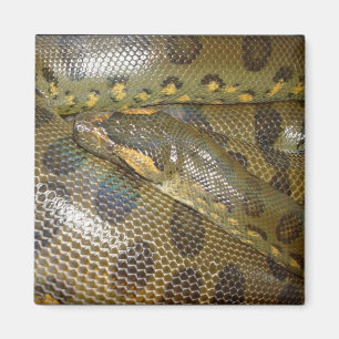 Íman Anaconda verde