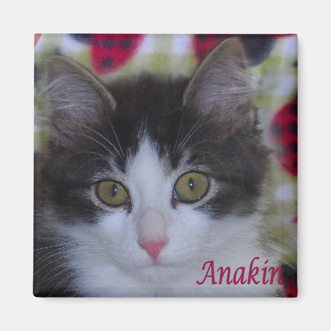 Íman Anakin 2 Pernas Gato Gato Ladybugs Magnet (Frente)