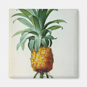 Íman Ananás do Bromelia, 'de Les Bromeliacees