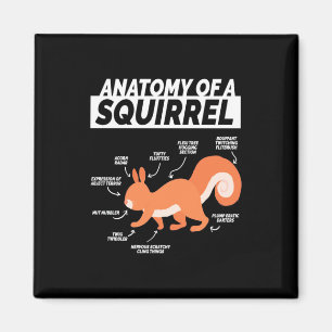 Íman Anatomia de um esquilo