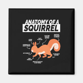 Íman Anatomia de um esquilo