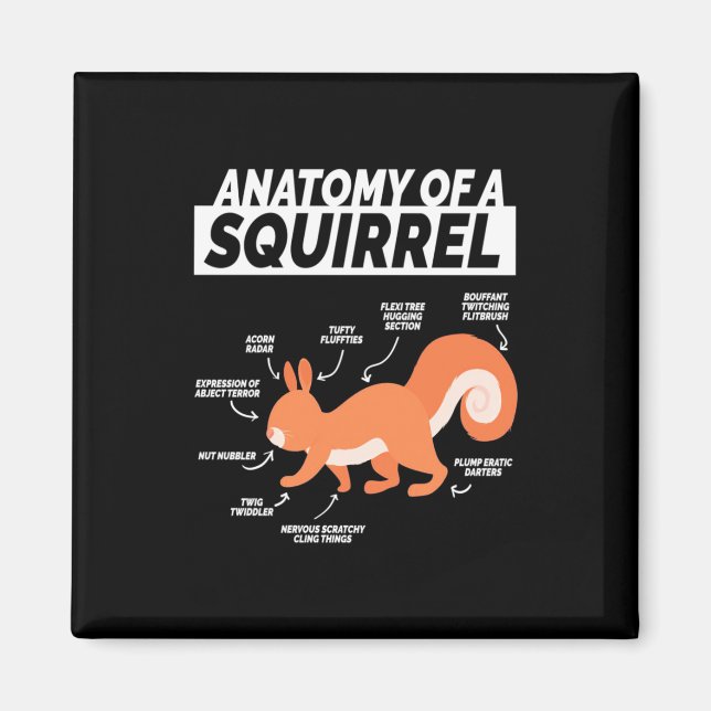 Íman Anatomia de um esquilo (Frente)