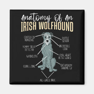 Íman Anatomia de um Irish Wolfhound