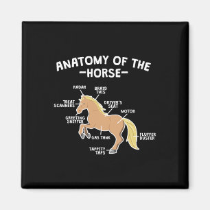 Íman Anatomia Do Coro Pun Do Equador De Cavalo Pousado