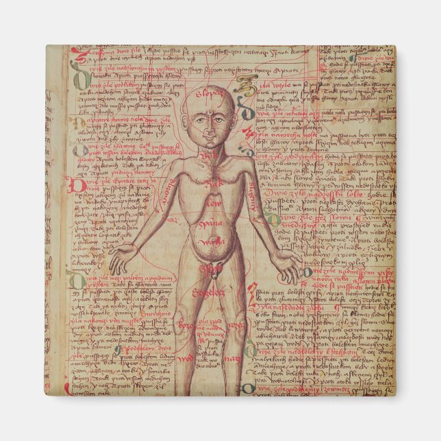 Íman Anatomia do corpo humano (Frente)