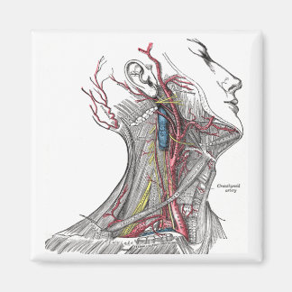 Íman Anatomia do pescoço