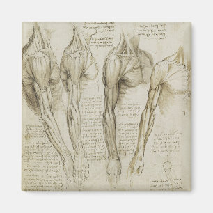 Íman Anatomia humana do braço de da Vinci