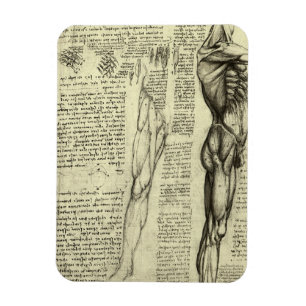 Íman Anatomia Humana Masculina Músculos por Leonardo da