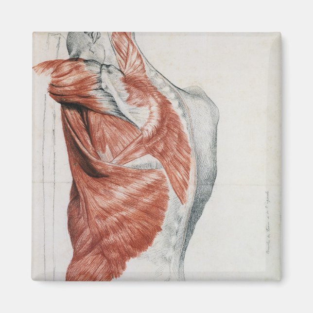 Íman Anatomia humana; músculos do tronco e ombros (Frente)