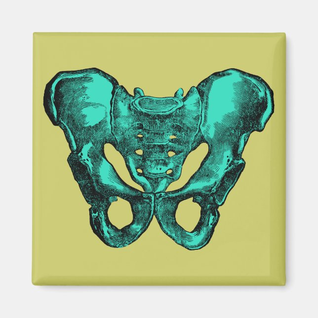 Íman Anatomia humana Pelvis Bones (Frente)