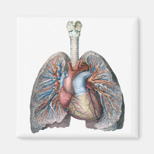 Íman Anatomia Humana Vintage Pulmões Coração Órgãos San