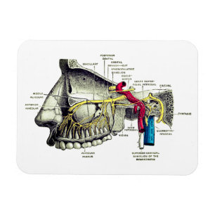 Íman Anatomia Maxillary do ser humano dos nervos