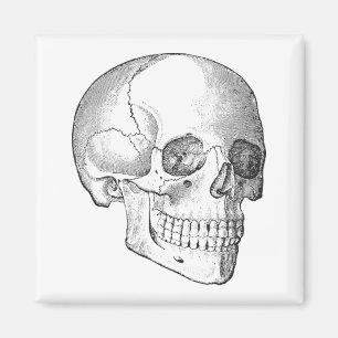 Íman Anatomia médica desenho do crânio de colheita mono