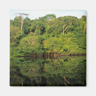 Íman Anavilhanas, Amazonas, Brasil. Rio da floresta tro