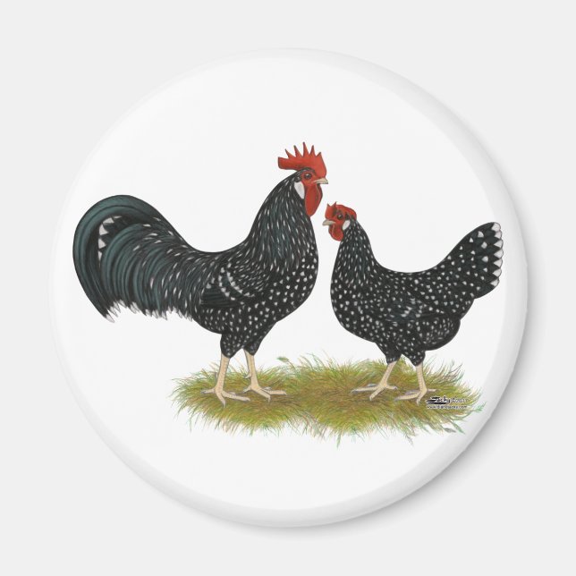 Íman Ancona Chickens (Frente)