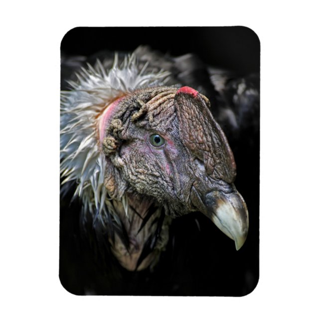 Íman Andean Condor Male (Vertical)