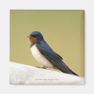 Íman Andorinha em uma borda de madeira