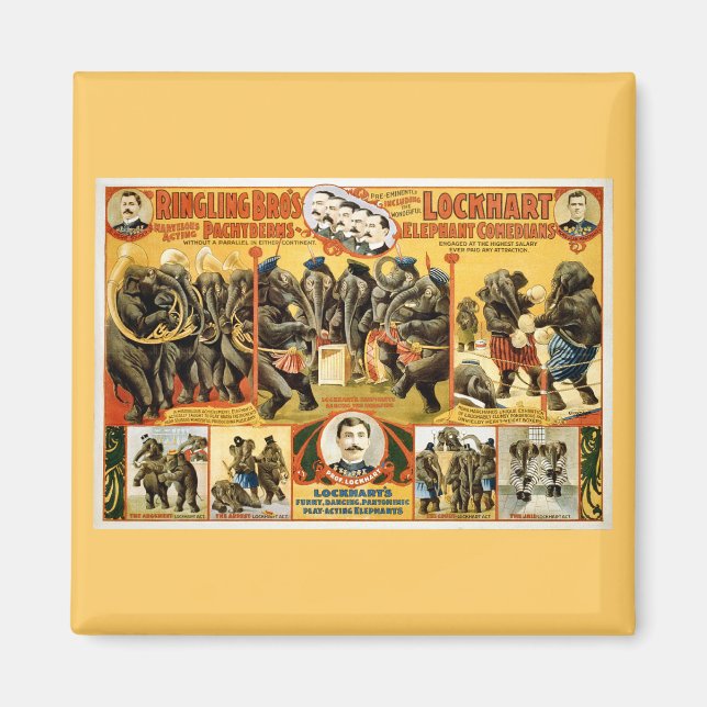 Íman Anéis Pachyderms1899 (Frente)