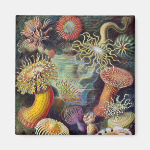 Íman Anêmona-do-Mar Natureza Científica Oceano