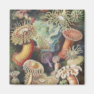 Íman Anêmonas-do-mar, Actiniae Seeanemonen Ernst Haecke