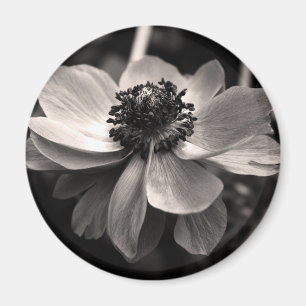 Íman Anemone Black White Fotografia Round Magnet