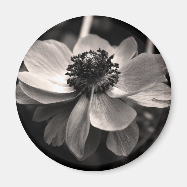Íman Anemone Black White Fotografia Round Magnet (Frente)