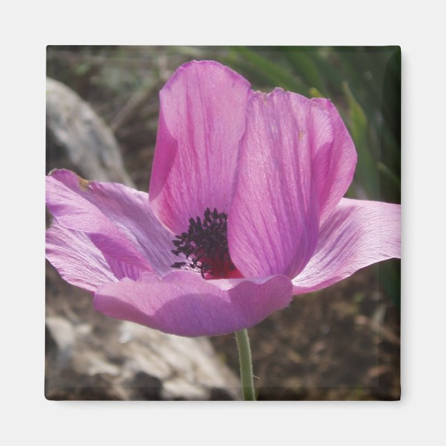 Íman Anemone Magnet (Frente)