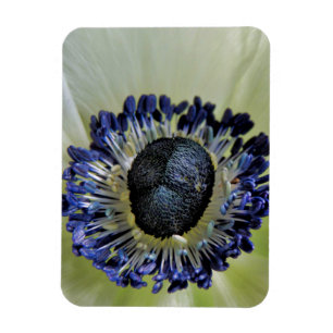 Íman Anemone Mistral Panda