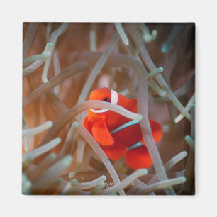 Íman Anemonefish 2 do palhaço