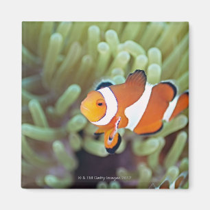 Íman Anemonefish 4 do palhaço